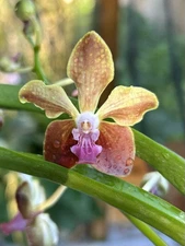 Vanda  M. V. Tennis , Blooming Size  Two Tone Orchid Red Yellow