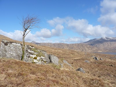 Photo 6x4 Rowan and split boulder Meall a' Choire Bhuidhe/NM9999 Looking c2016