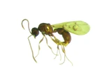 Pliocene Amber Kenya Africa with fossil insect - small wasp #380