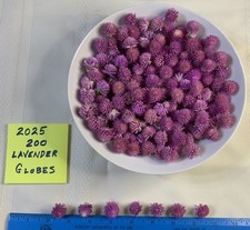 Fresh Dried Flowers 200 Each Lavender Color Gomphrena "Globe" Heads Free Ship