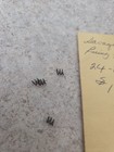 Set of (3) Firing Pin Springs for Savage M-24 — photo 3