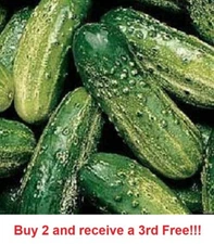CUCUMBER SEEDS 50+ NATIONAL PICKLING Vegetable GARDEN pickling FREE SHIPPING