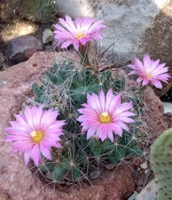 Coryphantha macromeris Giant Green Bean Tubercle Cactus Very Cold/Heat Hardy