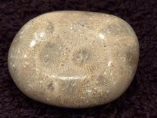 POLISHED Petoskey Stone Only Michigan Rocks Fossil Coral Great Lakes Beach