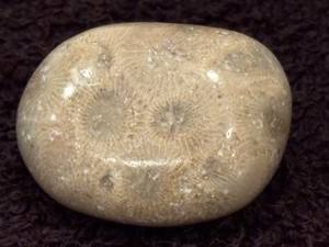POLISHED Petoskey Stone Only Michigan Rocks Fossil Coral Great Lakes Beach