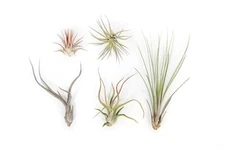 The Yucatan Collection-Wholesale Tillandsia Air Plants- Easy Care Indoor/Outdoor