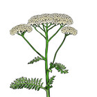 Herbs-of-Avalon