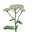 Herbs-of-Avalon