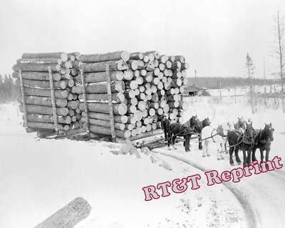 Log Load Pine Island Minnesota at J.A. Irvine's & Company Camp Year 1909 Photo