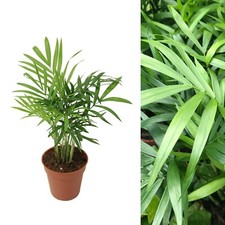 Chamaedorea elegans - Parlour Palm - 30-35 cm High inc Pot - Indoor Plant