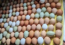 15 Fertile Hatching Chicken Eggs - Barnyard Mix Wide Variety of Breeds