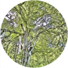 Slipmat Scratch Pad Felt for any 12" Turntable LP DJ Vinyl Record Player TREE 2