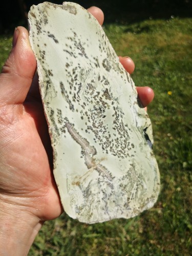 Pounamu Greenstone Nephrite Jade Dendritic Kokopu lapidary VERY RARE Natural - Picture 4 of 18
