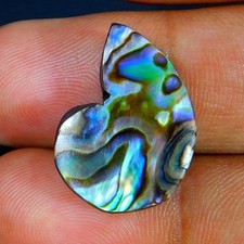 Venta al por mayor Piedra preciosa natural prodigiosa concha de abulón Paua de 14,10 quilates con forma de amonita