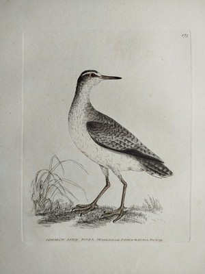 Common Sandpiper - Lewin Original Colored Bird Print Folio -  1795