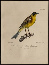 1830 - Bruant mélanocéphale - Lithographie ancienne d'oiseau (Ornithologie)