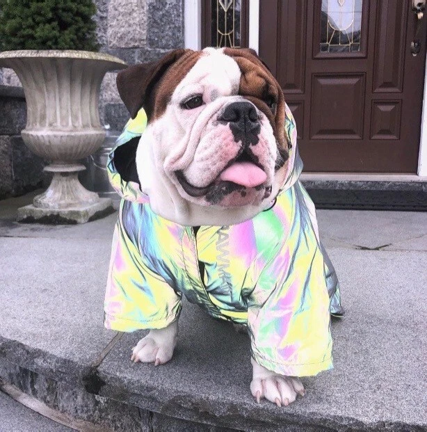Supreme Dog Sweat à capuche vêtements de luxe veste d'hiver classique designer tissu pour animaux de compagnie