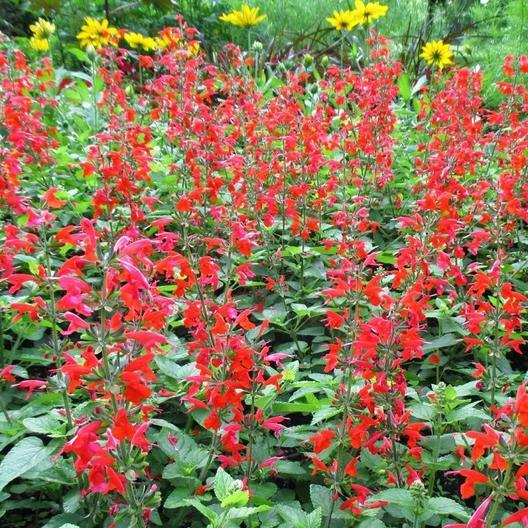 Sage RED SCARLET SALVIA Annual, Perennial Hummingbird Flowers Non