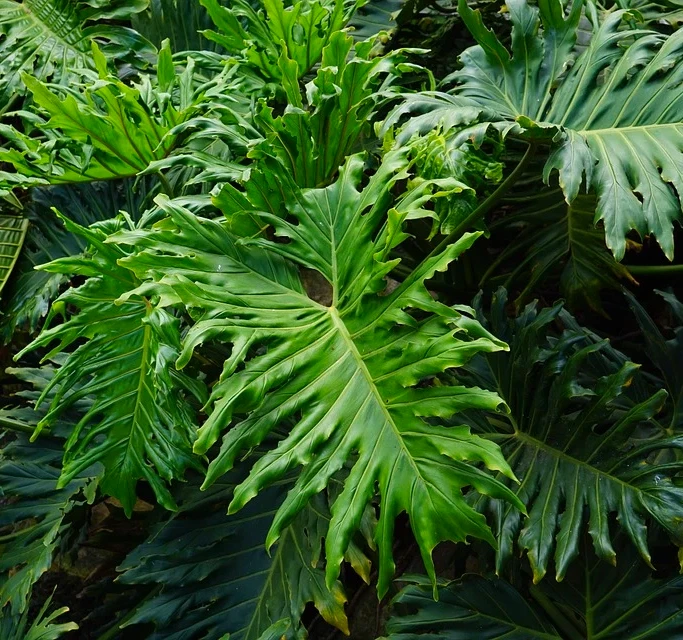 Philodendron selloum (Lacy Leaf Palm Tree) 15-100 Seeds RARE Tropical Houseplant - Image 3 of 4