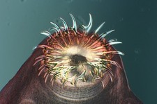 Vintage Microscope Slide. Head of a Tapeworm. A Fine Polar Object