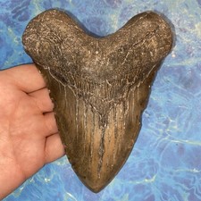 MEGALODON SHARK TOOTH 5.77 HUGE TEETH MEG SCUBA DIVER DIRECT FOSSIL NC 3229