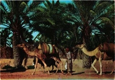 CPM AK TUNISIE GABES - Scene de Palmeraie La Caravane (258610)