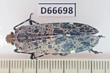 D66698. Insects, Beetles, Hemiptera sp. Vietnam South