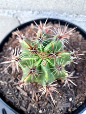 Ferocactus Robustus with 7 Babies Plant Barrel Clumping Cactus Succulent