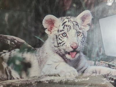 Vintage White Tiger Photograph from The Philadelphia Zoo Blue Painted Wood Frame