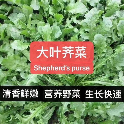 700+Shepherd's Purse Capsella Bursa-pastoris Ji Cai Naengi seeds 700多粒荠菜2025年新种子