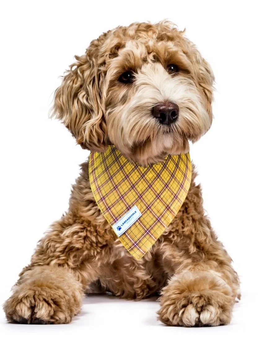 Labradoodle bandana cheap
