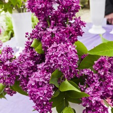 YouGarden French Lilac Charles Joy, Fragrant, Red Purple Flowering Shrub