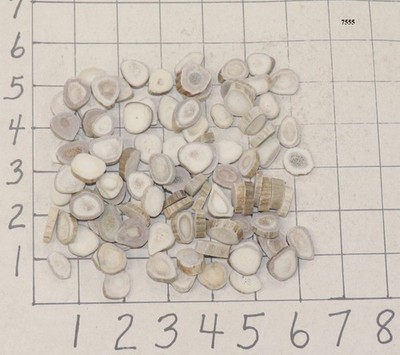 100 Deer/Elk Antler Buttons Slices Crafts