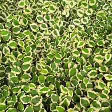 40pz Pianta Ficus Pumila