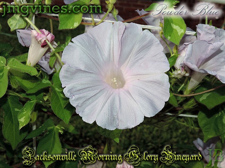 Powder Blue Japanese Morning Glory 6 Qty | eBay