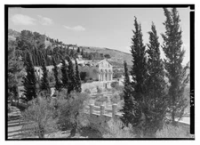 8" x 10" Photo Gethsemane Through Cyprus Trees