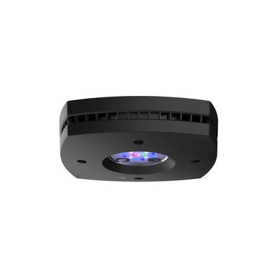 AI Prime 16HD Reef schwarz mit Garantie