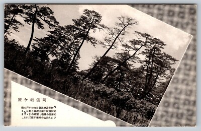 Japan Oumi Biwa Lake Pine Trees Vintage Postcard, O15