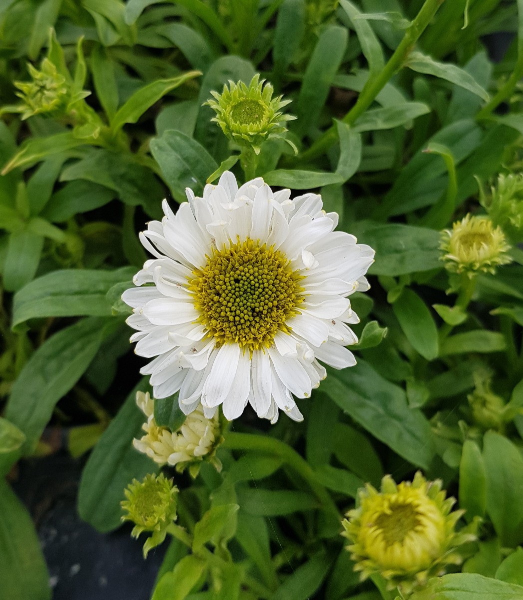 Aster alpinus 'Albus' premium, grand Aster des Alpes vivace cultivé en conteneur de 4 litres
