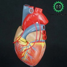 PVC Scientific Heart with Bypass Life Size Anatomical Model Anatomy