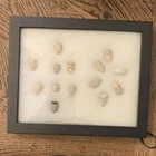 Antique 14 Original Civil War Bullets Collection in Display Frame - Militaria