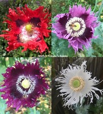 Poppy JIMI  S FLAG MIX Red, Purple Breadseed Poppies somniferum Organic 500 Seeds