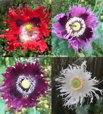 Poppy JIMI’S FLAG MIX Red, Purple Breadseed Poppies somniferum Organic 500 Seeds