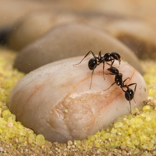 Sand Ant Farm Wall Kit (Anthill, Formicarium, Educational, Ants) - Picture 7 of 9