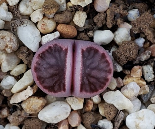 SEEDS-Lithops 'Murasaki Kikushogyoku' ex Shimada JAPAN 20 Seeds - Imagen 6 de 7