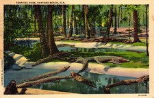Crocodiles, Tropical Park, Daytona Beach, 1943