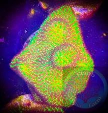 SAF~ “WYSIWYG” Burning Banana Psammacora  Coral Frag, SPS, Live Coral Colony