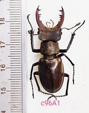 Lucanus for collectors | Stag beetles | Collector's Secret