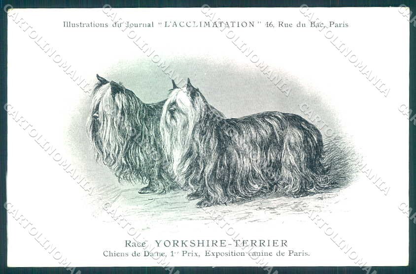 Cartolina Animali Dog Cane Yorkshire Terrier VK9537