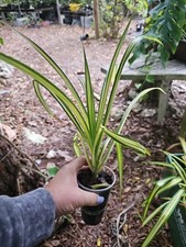 PANDANUS Dwarf SANDERI Golden VARIEGATED SPINELESS SCREW PINE baptistii